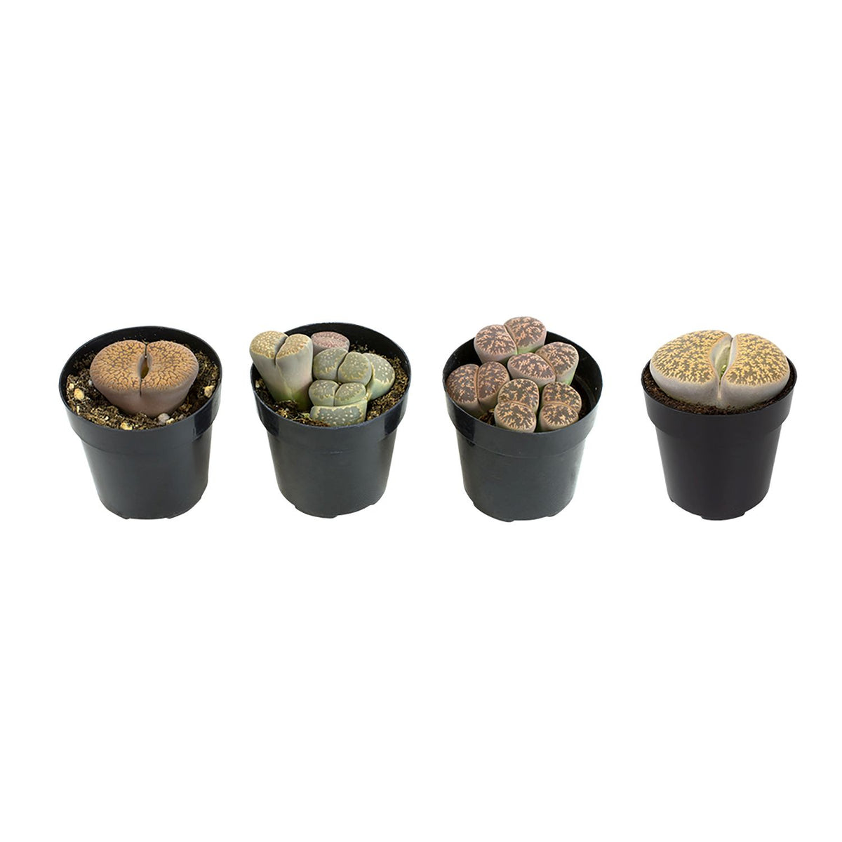 Four small black pots with different types of pet safe lithops succulents