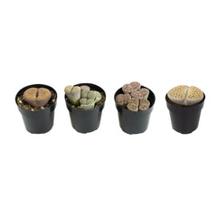 Living Stones Succulent Mix: Pet-safe Lithops Plants – Includes 4 Succulents - (2.5" Pots) – Unique Succulents to Grow - Mimicry Living Stone