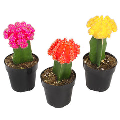 Grafted Cactus 3-pack: Colorful Moon Cacti Mix Pack – Great for Gifting – Easy Plant Care – (3.5” Pots) – Unique Moon Cactus Houseplants