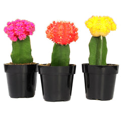 Grafted Cactus 3-pack: Colorful Moon Cacti Mix Pack – Great for Gifting – Easy Plant Care – (3.5” Pots) – Unique Moon Cactus Houseplants