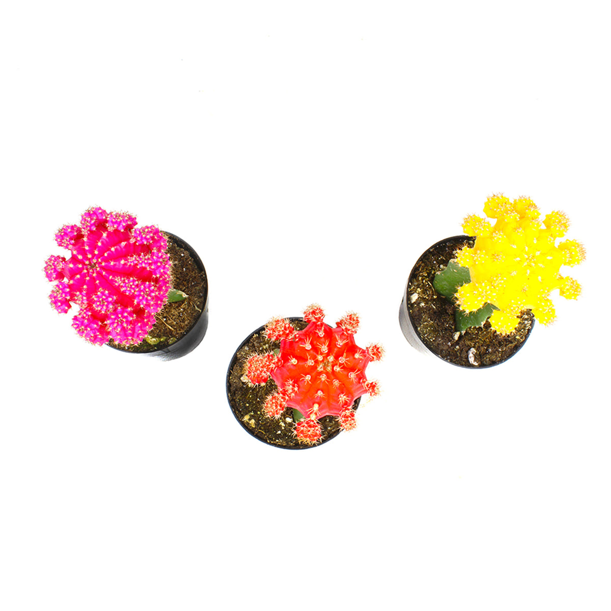 Moon Cactus Variety Pack – Three Easy-Care Grafted Cactus Plants