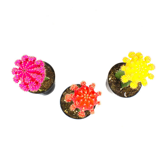 Gymnocalycium mihanovichii 'Hibotan' Moon Cactus – Pick Your Color Red, Pink, Orange & Yellow