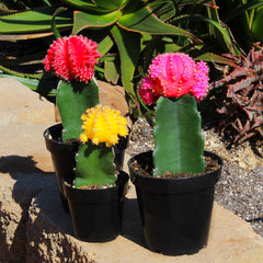 Grafted Cactus 3-pack: Colorful Moon Cacti Mix Pack – Great for Gifting – Easy Plant Care – (3.5” Pots) – Unique Moon Cactus Houseplants