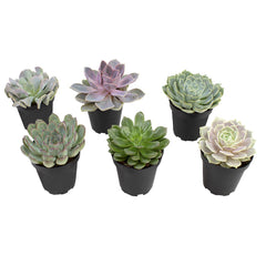 6PK 3.5" DESERT FIRE SUCCULENTS, live easy to care for succulents