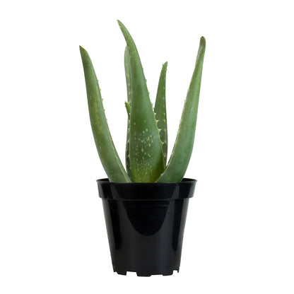 Live Aloe Vera Succulent – Drought-Tolerant Houseplant for Beginners