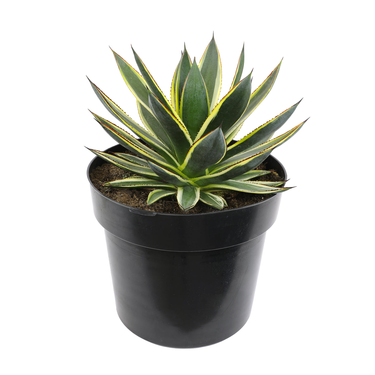 Variegated agave plant with yellow-edged green leaves in a black nursery pot