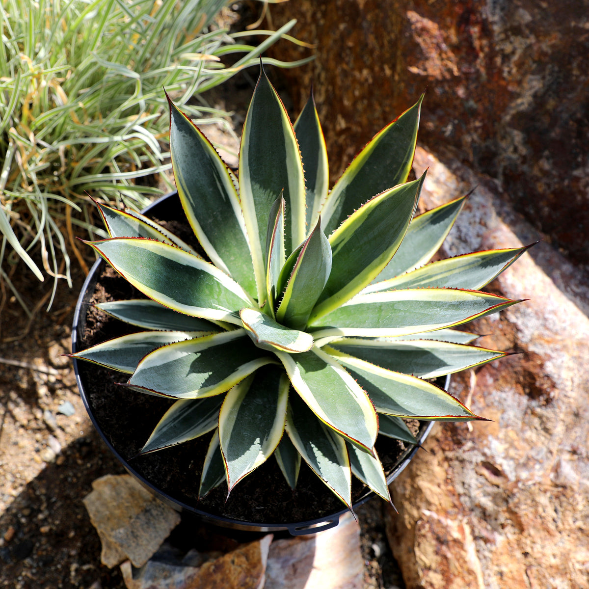 Healthy agave rosette growing in a black plastic pot