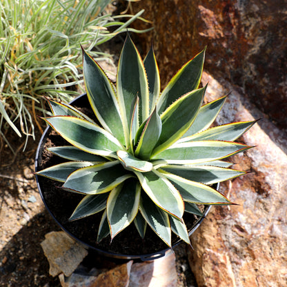 Healthy agave rosette growing in a black plastic pot