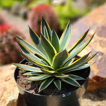 Agave 'Blue Glow'-style succulent with striped leaf edges