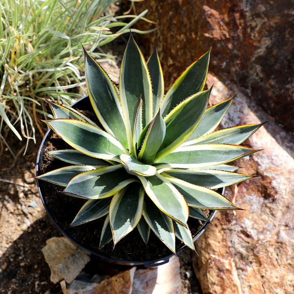 10IN_Agave_Sun_Glow_lifestyle_