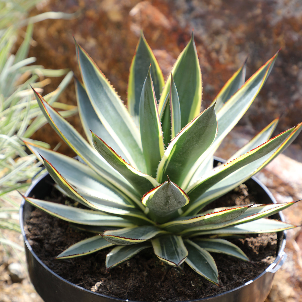 Live variegated agave plant with sharp-tipped leaves