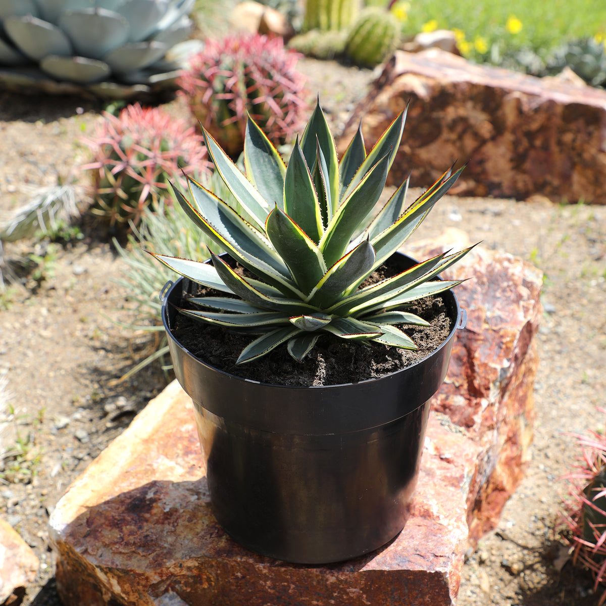 Drought-tolerant agave succulent with golden-edged foliage