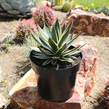 Drought-tolerant agave succulent with golden-edged foliage
