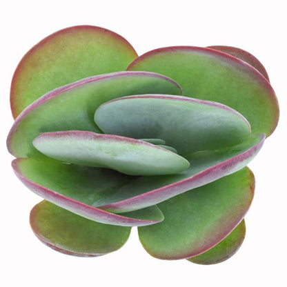 Flapjacks succulent with broad green and red-tipped leaves