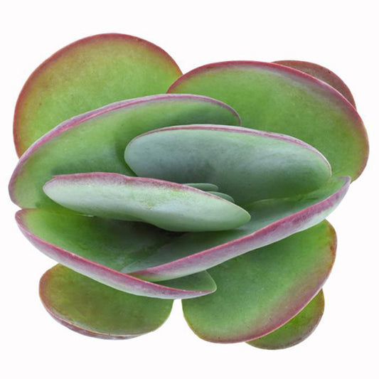 Flapjacks succulent with broad green and red-tipped leaves