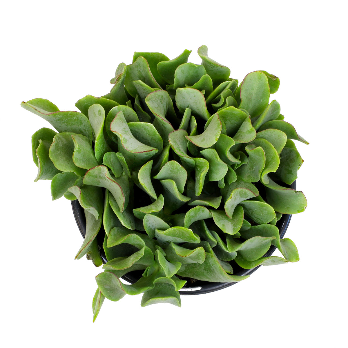 A potted green succulent plant with ruffled, fleshy leaves.