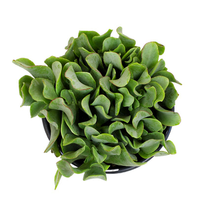 A potted green succulent plant with ruffled, fleshy leaves.