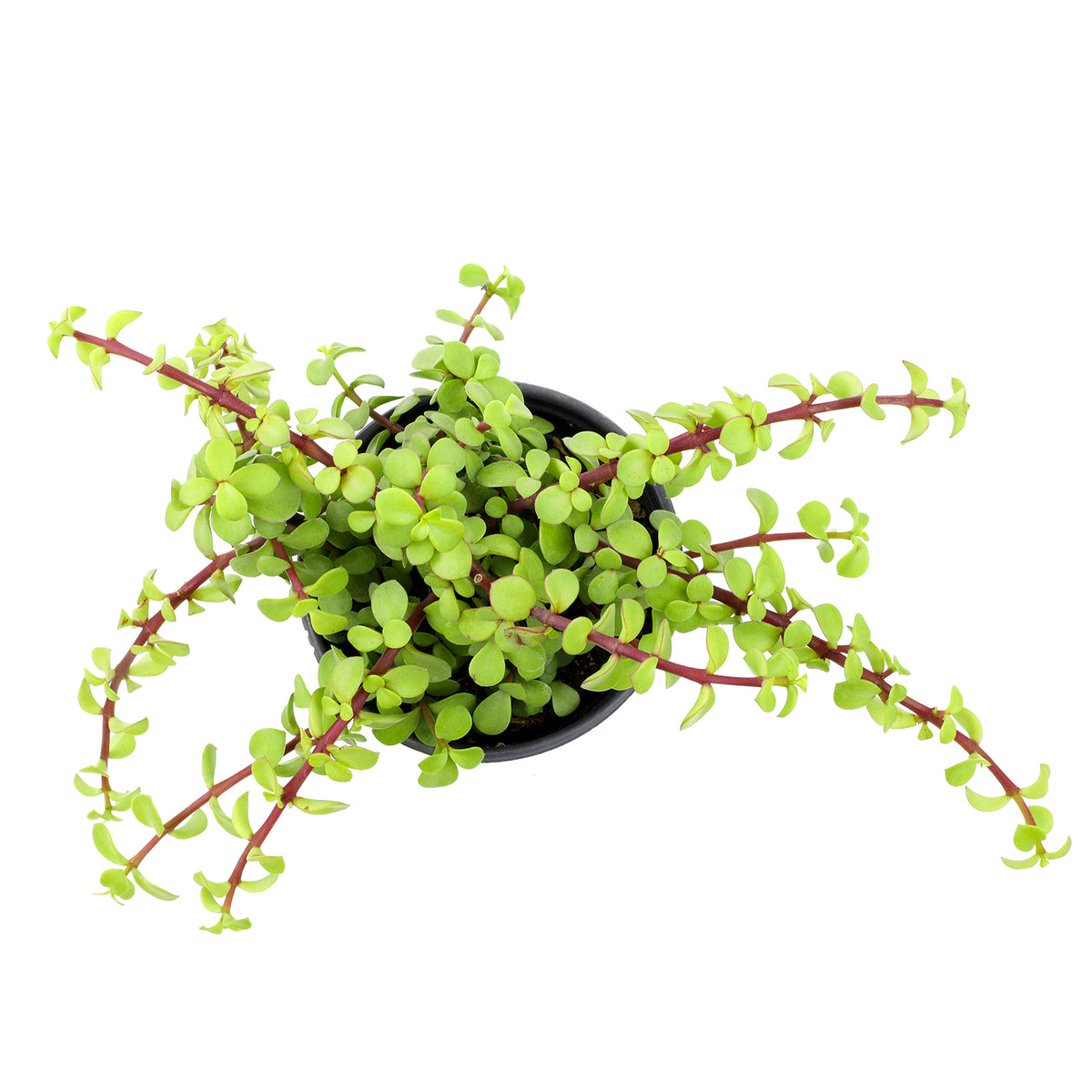 A trailing succulent plant with small round light green leaves and reddish stems.