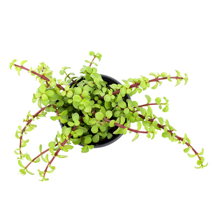 A trailing succulent plant with small round light green leaves and reddish stems.