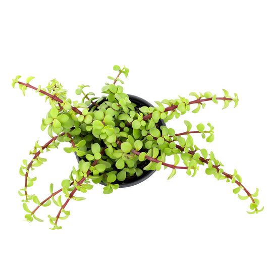 A trailing succulent plant with small round light green leaves and reddish stems.