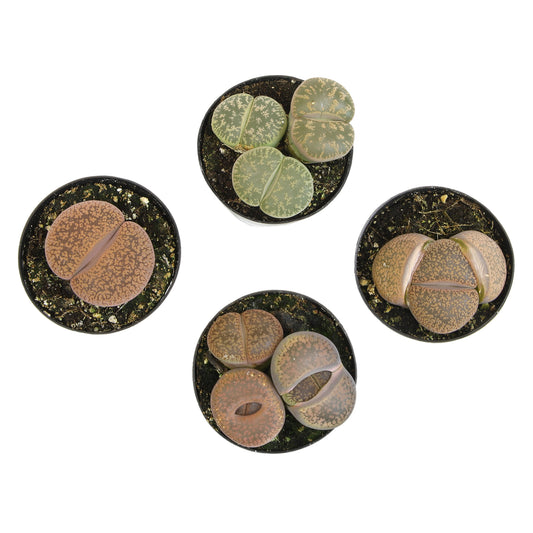 Set of four round stone coasters with different patterns in pots