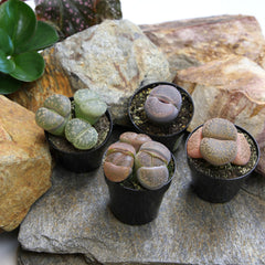 Living Stones Succulent Mix: Pet-safe Lithops Plants – Includes 4 Succulents - (2.5" Pots) – Unique Succulents to Grow - Mimicry Living Stone