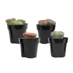 Living Stones Succulent Mix: Pet-safe Lithops Plants – Includes 4 Succulents - (2.5" Pots) – Unique Succulents to Grow - Mimicry Living Stone