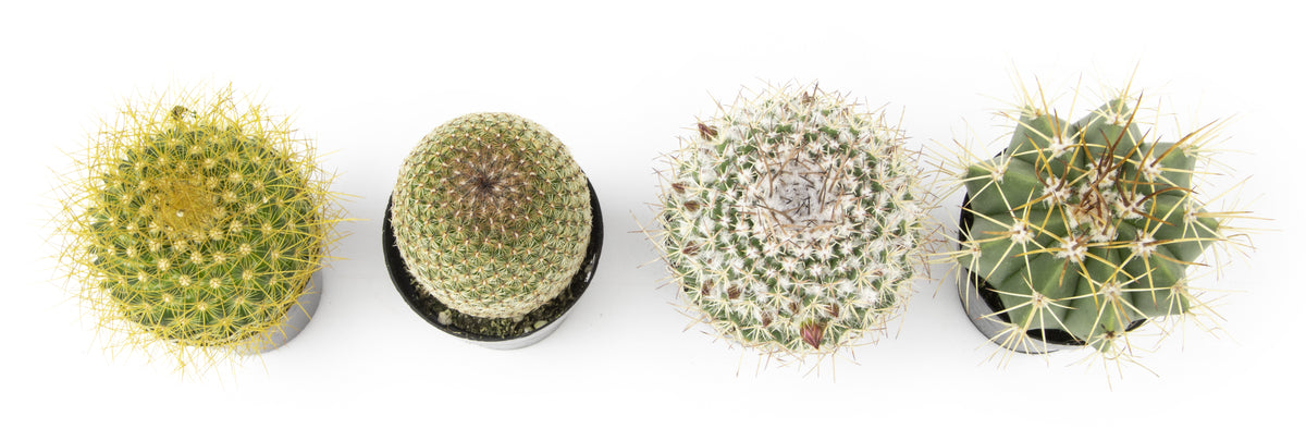 Mixed aloe plant collection with green and burgundy foliage