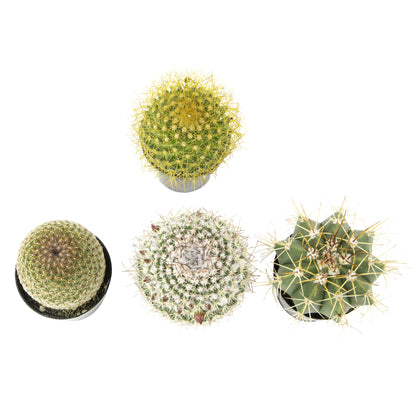 Three live aloe varieties with green and burgundy-tinged foliage