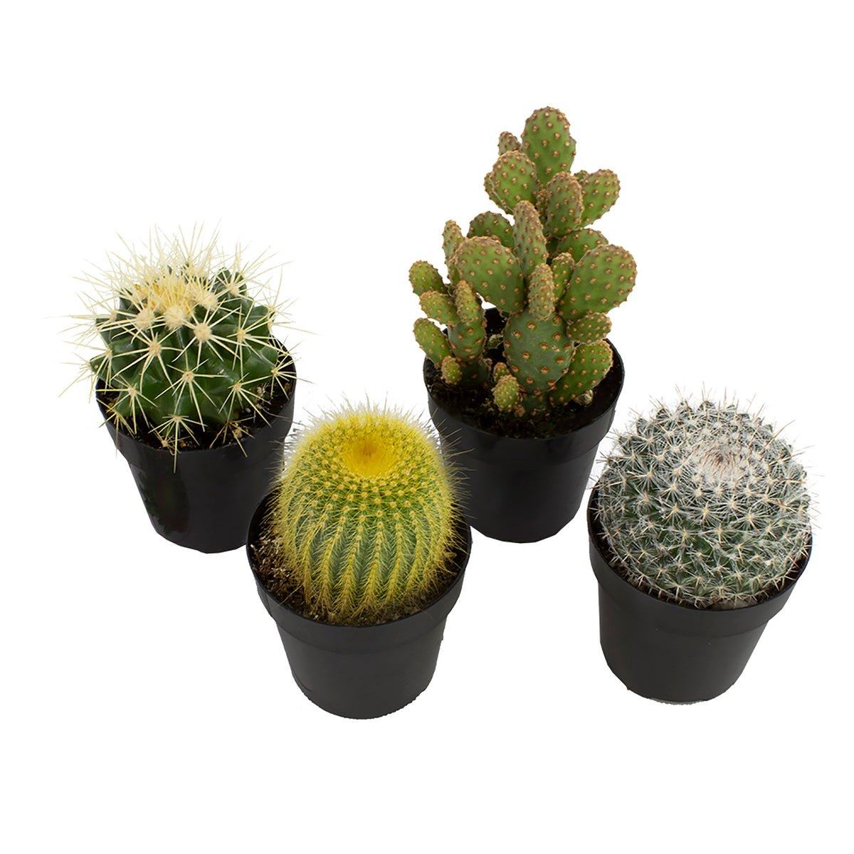 Four potted cacti of various sizes with green, yellow, and white spines.