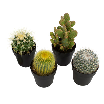 Four potted cacti of various sizes with green, yellow, and white spines.