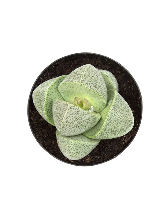A small green succulent plant with textured, speckled leaves arranged in a rosette, potted in dark soil inside a nursery pot.