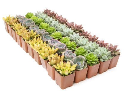 Assorted Live Succulent Plants 50-Pack – Small  Pots for Event Decor