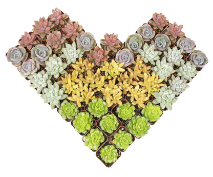 A collection of various succulent plants arranged in a heart shape, showcasing different colors and textures.