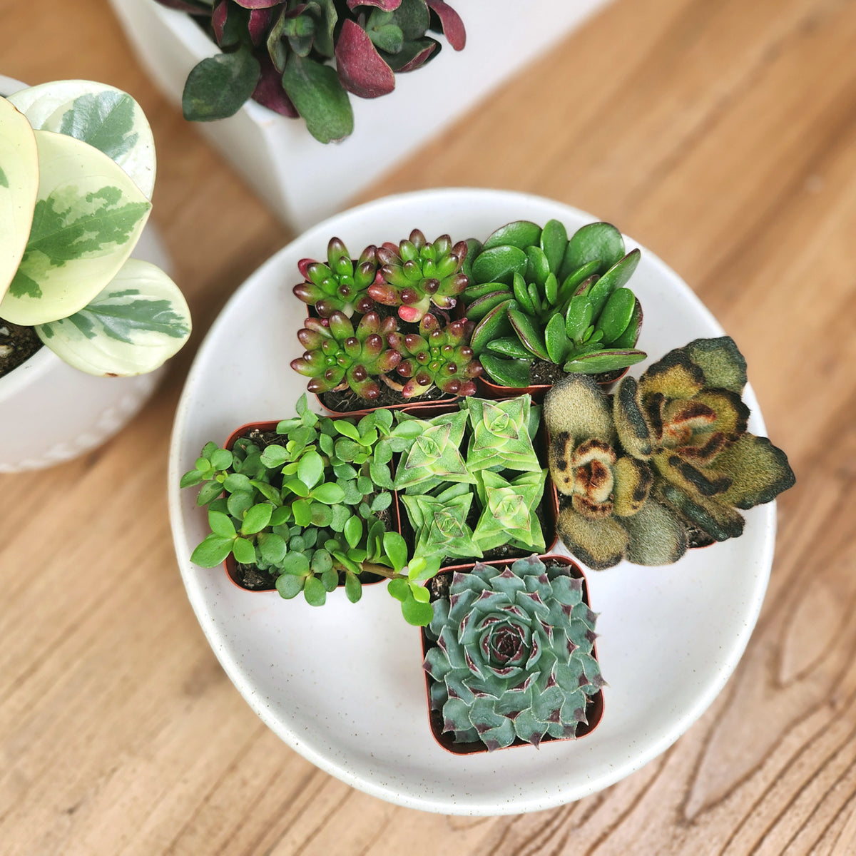 Colorful Desk Buddy Succulent Set