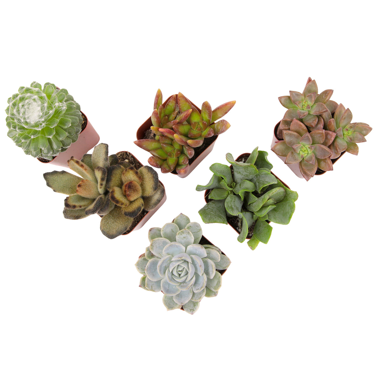 Unique Mini Succulent Plants in Pots for Home and Office Decor