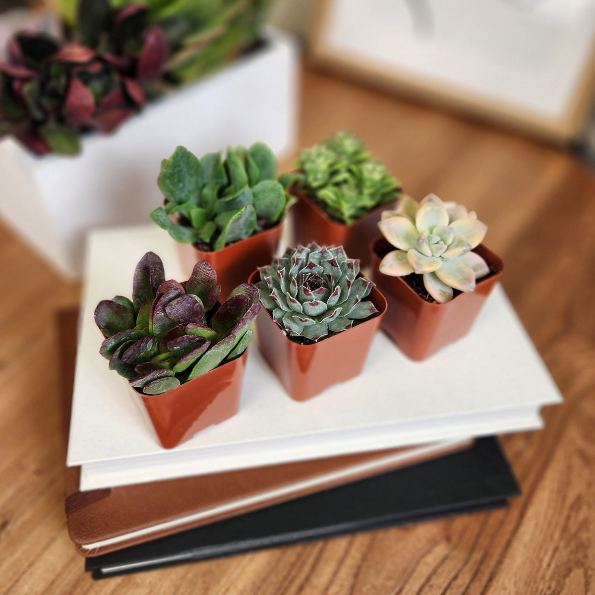 Cute and Colorful Desk Succulent Collection – Easy-Care Plant Varieties