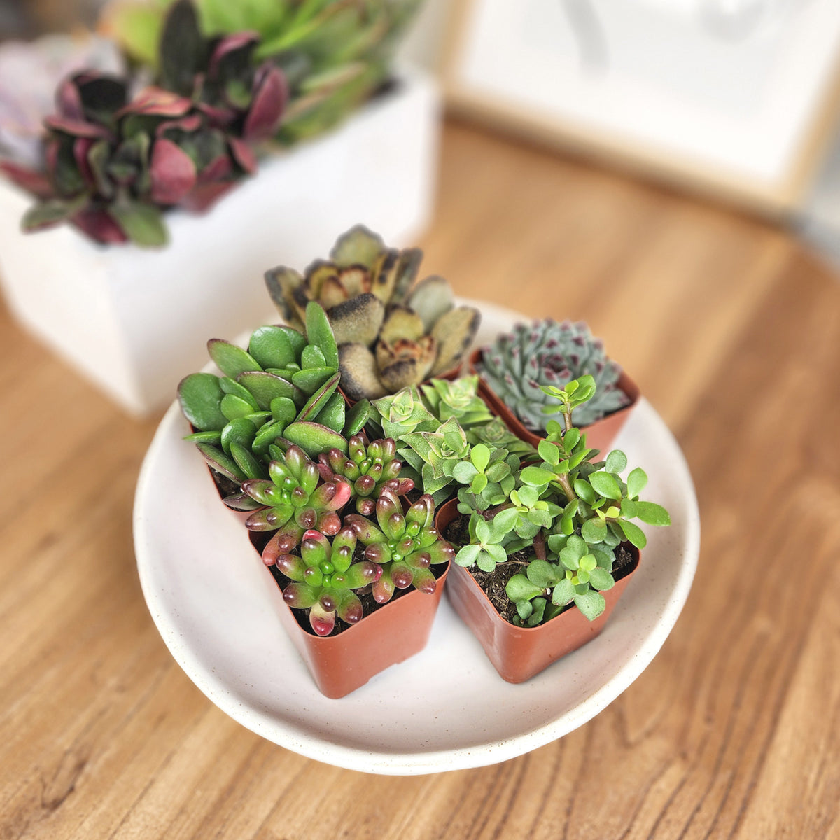 Desk Buddy Mini Succulent Collection with Six Unique Plant Varieties