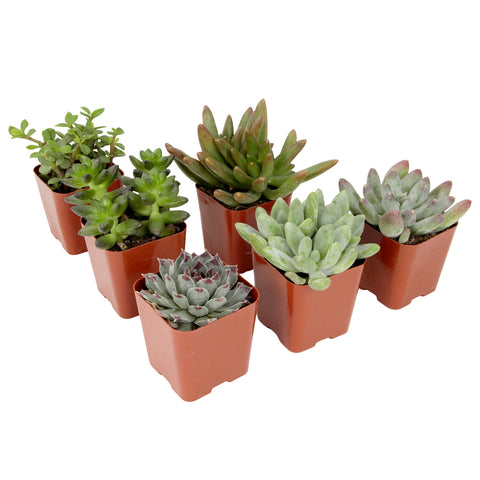 Succulent Surprise 6-pack: Colorful, Cute & Carefree Plants - No