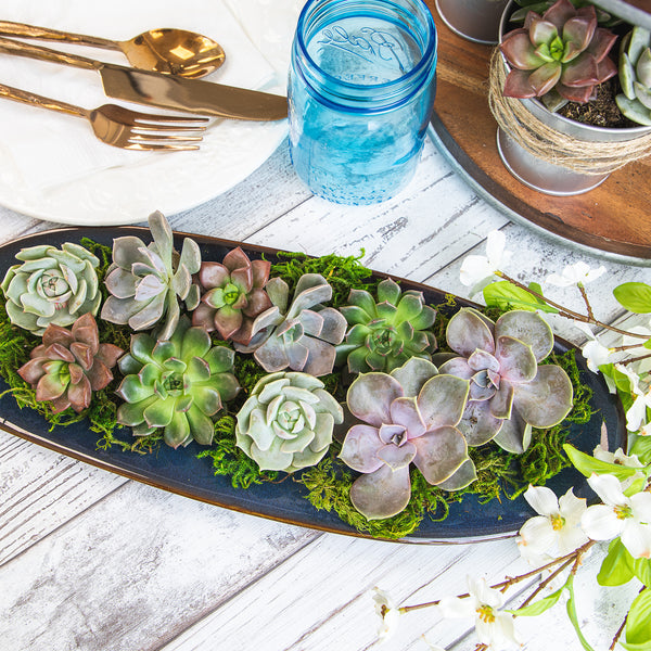 succulents for dining table 2IN_50PK_SQ_Succulent_Tray_Assorted_Lifestyle_7__final_24fa9653-6569-475a-b111-951f463634d2_600x.jpg?v=1741117642