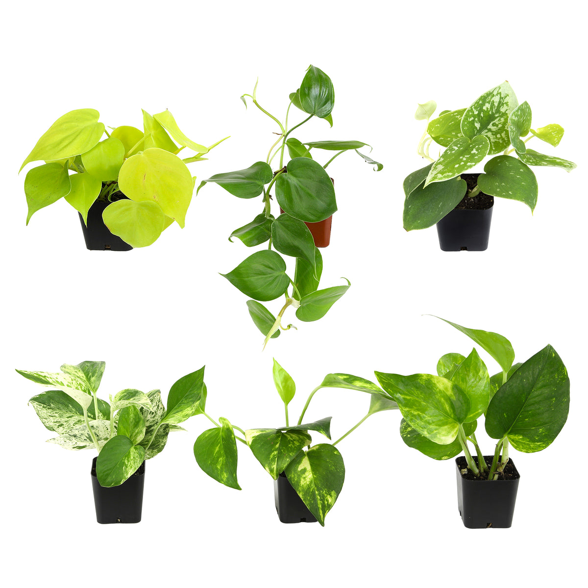 A collection of six different varieties of Pothos plants and Philodendron in pots, showcasing variegated leaves.