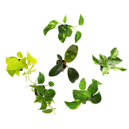 Trailing Indoor Vines for Home and Office