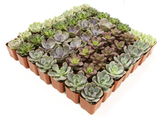 2 Inch Assorted Succulents 50 Pack