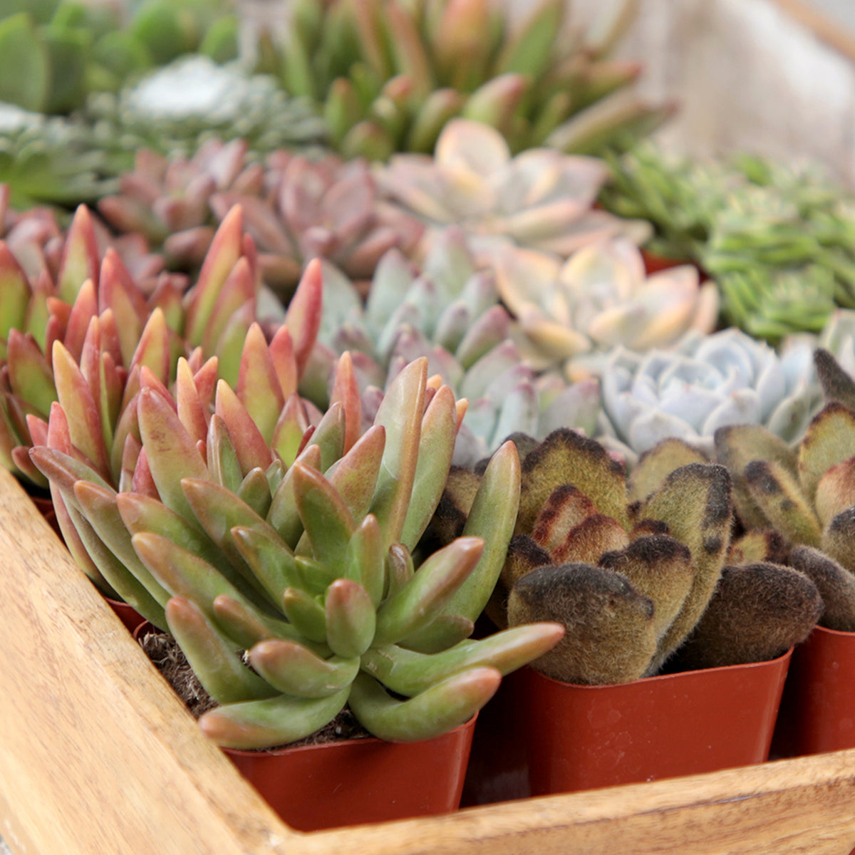 Colorful 6-Pack of Cute and Easy-Care Succulents for Desks and Shelves