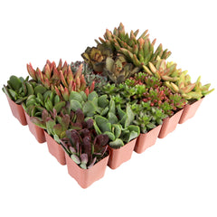 Succulent Discovery 20-pack: Easy, Cute & Colorful Plants – Includes 10 Unique Varieties - (2" Pots) – Carefree Houseplants for Home and Office