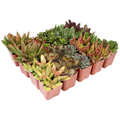 Succulent Discovery 20-pack: Easy, Cute & Colorful Plants – Includes 10 Unique Varieties - (2" Pots) – Carefree Houseplants for Home and Office