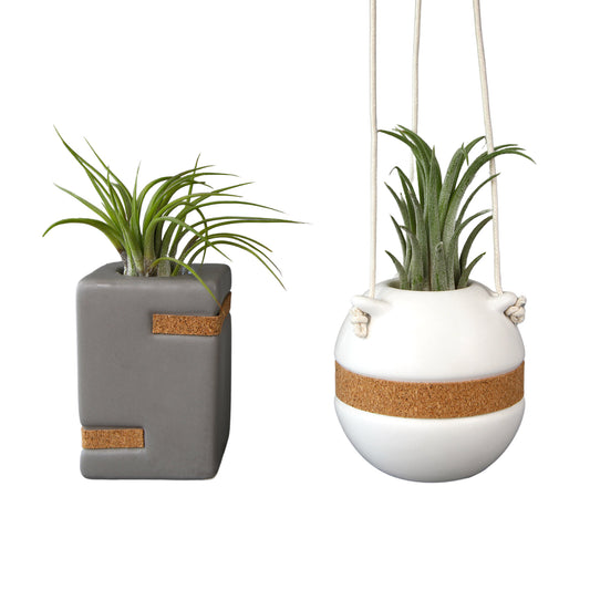 Taupe Air Plant Holder &  White Air Plant with hangers