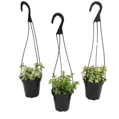 Succulent Hanging Baskets