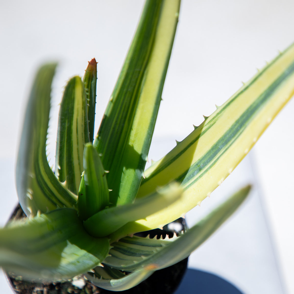 Top down image of a variegated aloe hercules on white background 