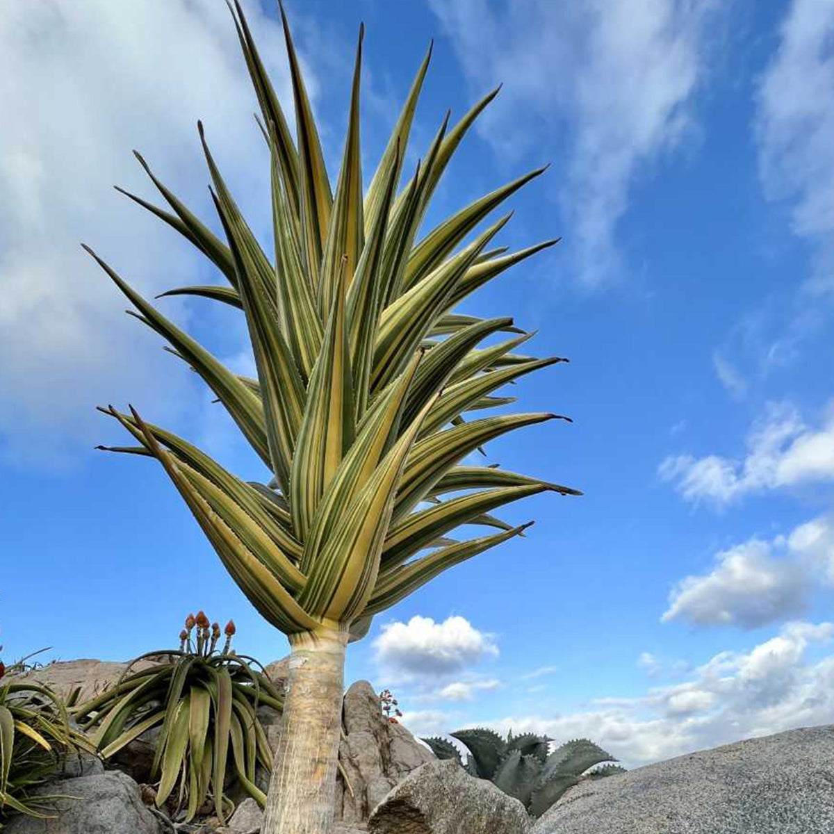 Full grown aloe hercules shown in an outdoor environment standing over 6ft tall against a blue sky 